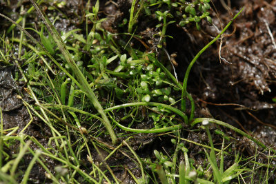 Elatine americana- American Waterwort