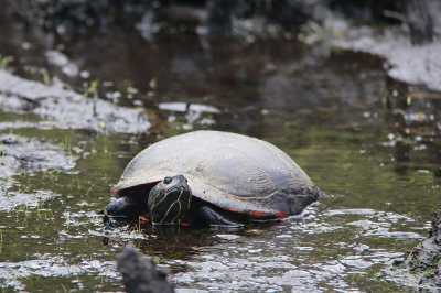 Red-bellied Turtle