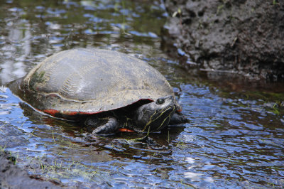 Red-bellied Turtle