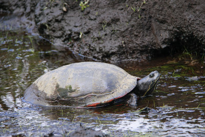 Red-bellied Turtle