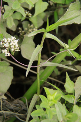 Murdannia keisak- Asian Spiderwort