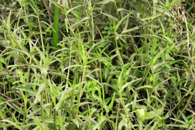 Murdannia keisak- Asian Spiderwort