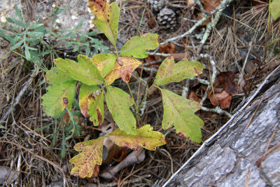 Toxicodendron pubescens- Poison Oak