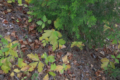 Toxicodendron pubescens- Poison Oak