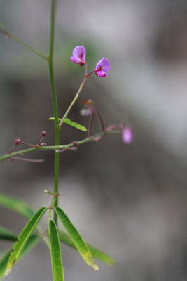 Desmodium strictum- Pinelands Tick Trefoil