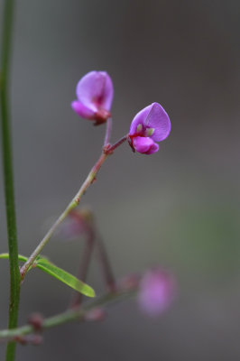 Desmodium strictum- Pinelands Tick Trefoil