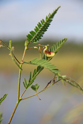 Aeschynomene virginica- Sensitive Joint Vetch