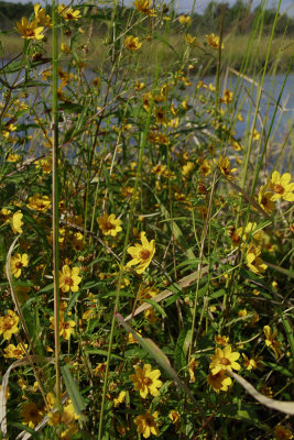 Bidens sp.