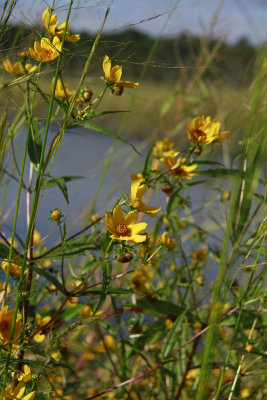 Bidens sp.
