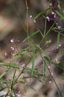 Desmodium strictum- Pinelands Tick Trefoil