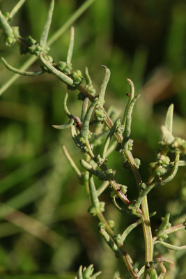 Suaeda sp.- Sea Blite