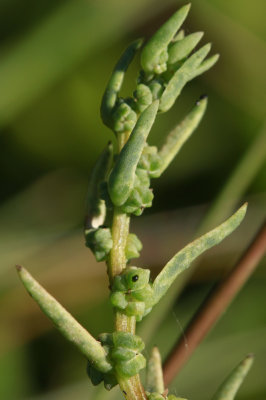 Suaeda sp.- Sea Blite