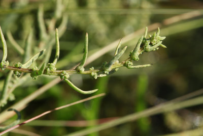 Suaeda sp.- Sea Blite