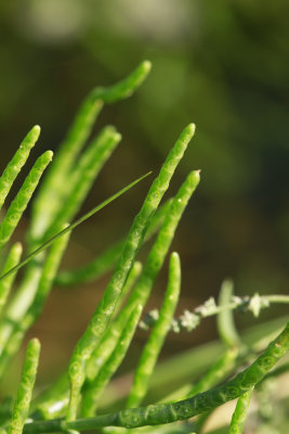 Salicornia europea- Glasswort