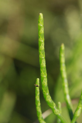 Salicornia europea- Glasswort