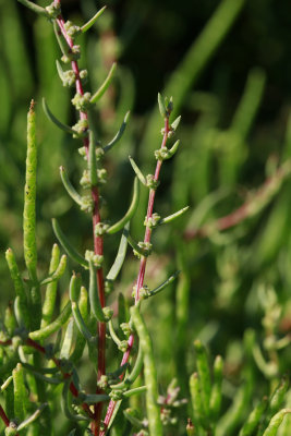 Suaeda sp.- Sea Blite