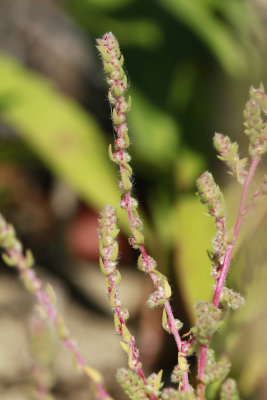 Bassia hyssopifolia- Five-hook Bassia