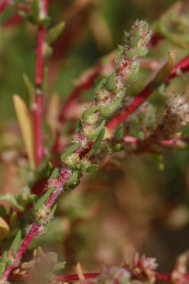 Bassia hyssopifolia- Five-hook Bassia