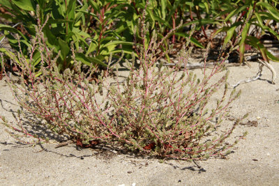 Bassia hyssopifolia- Five-hook Bassia