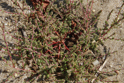 Bassia hyssopifolia- Five-hook Bassia