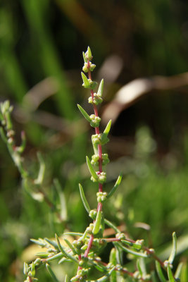 Suaeda sp.- Sea Blite