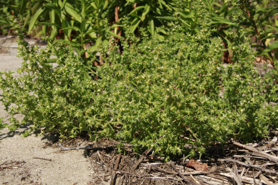 Salsola kali- Russian Thistle