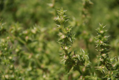 Salsola kali- Russian Thistle