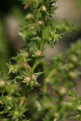 Salsola kali- Russian Thistle