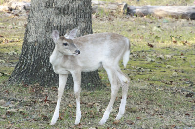 Deer family 10.02.13