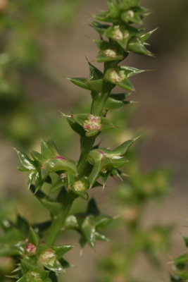 Salsola kali- Russian Thistle