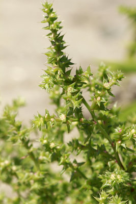 Salsola kali- Russian Thistle