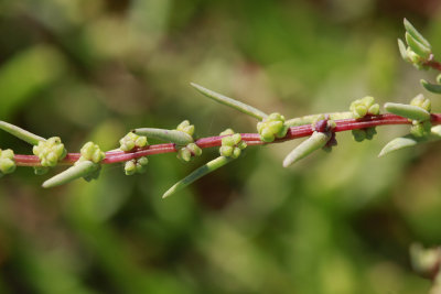 Suaeda sp.- Seablite