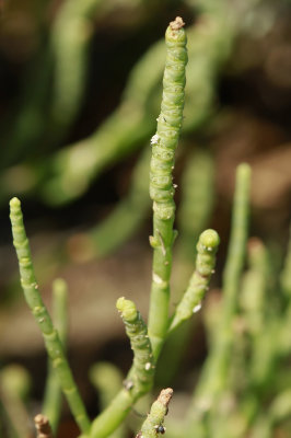 Salicornia sp.