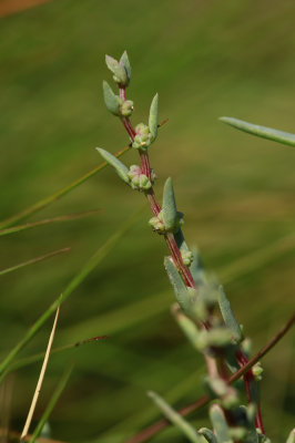 Suaeda sp.- Seablite