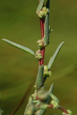 Suaeda sp.- Seablite