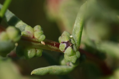 Suaeda sp.- Seablite