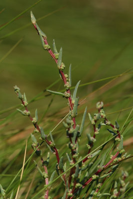 Suaeda sp.- Seablite