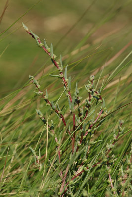 Suaeda sp.- Seablite