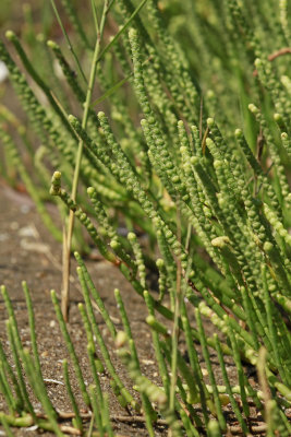 Salicornia virginica- Virginia Glasswort