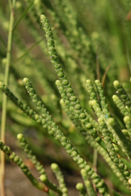 Salicornia virginica- Virginia Glasswort