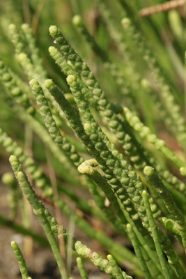 Salicornia virginica- Virginia Glasswort