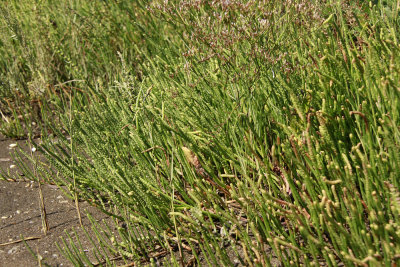 Salicornia virginica- Virginia Glasswort