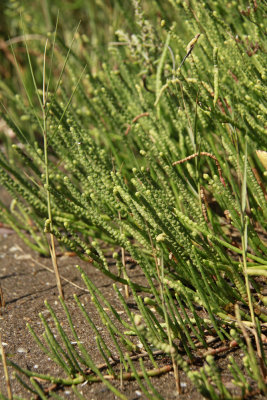 Salicornia virginica- Virginia Glasswort