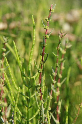 Suaeda sp.- Seablite