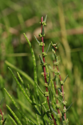 Suaeda sp.- Seablite