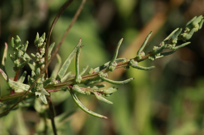 Suaeda sp.- Seablite