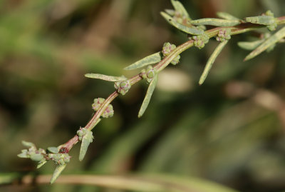 Suaeda sp.- Seablite