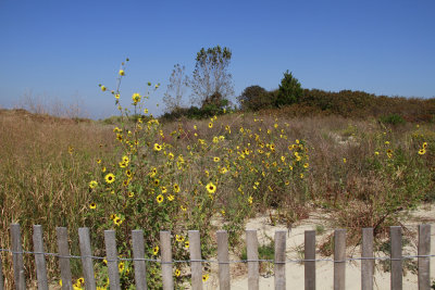 Helianthus petiolaris- Prairie Sunflower