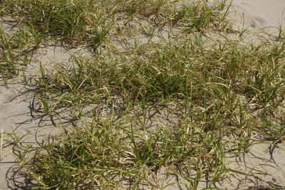 Carex kobomugi- Asiatic Sand Sedge