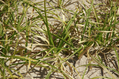 Carex kobomugi- Asiatic Sand Sedge